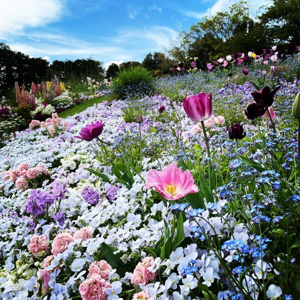 横浜の花で彩る大花壇