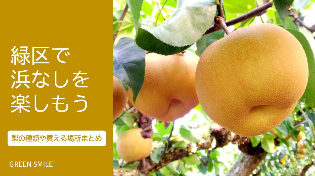 横浜のブランド梨「浜なし」の種類や特徴・買える直売所まとめ 