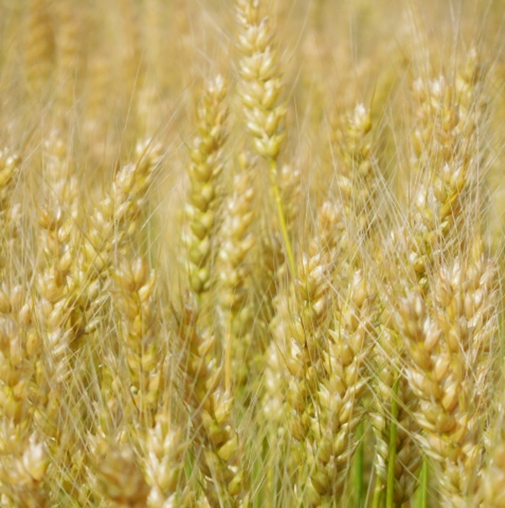 ひだまり製パン所 国産小麦