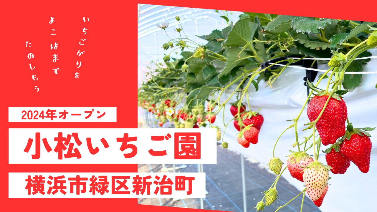 横浜でいちご狩り！完熟いちごを楽しもう「小松いちご園」が2024年2月