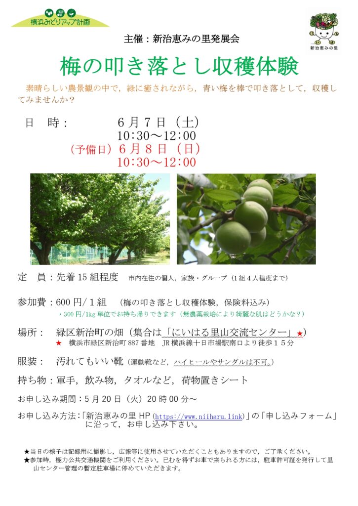 新治恵の里「梅の叩き落とし収穫体験」